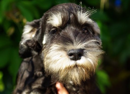 Zwergschnauzer