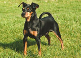 Zwergpinscher
