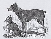 Zwergpinscher