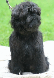 Affenpinscher
