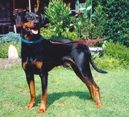 Deutscher Pinscher